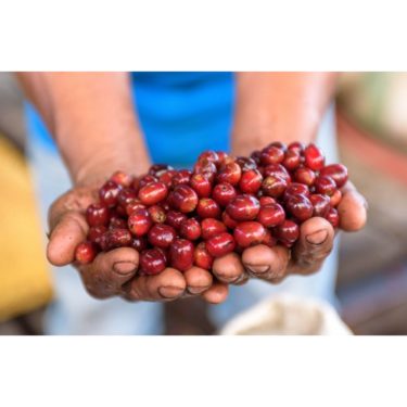 コーヒーの冒険へようこそ！西日本のスペシャルティコーヒー店5選＆世界の有名豆ランキング